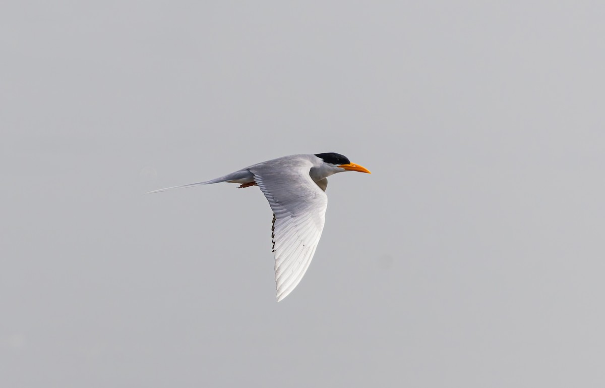 River Tern - ML647875783