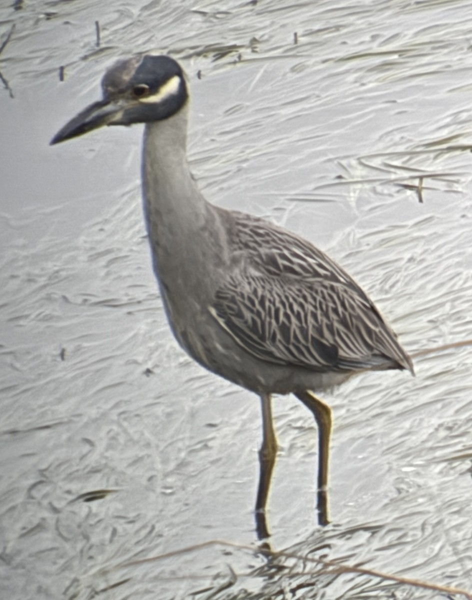 Yellow-crowned Night Heron - ML647875792
