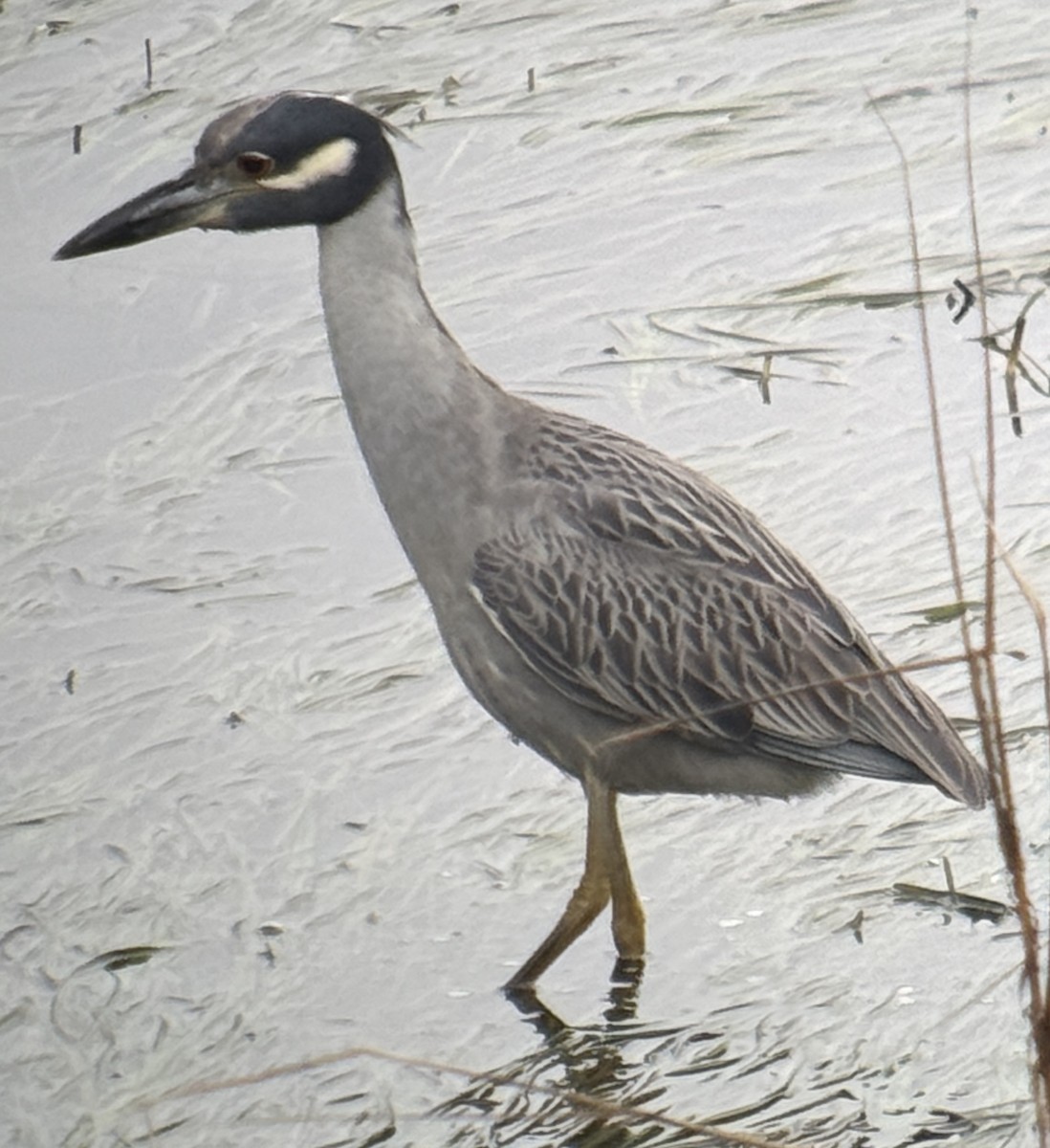 Yellow-crowned Night Heron - ML647875793