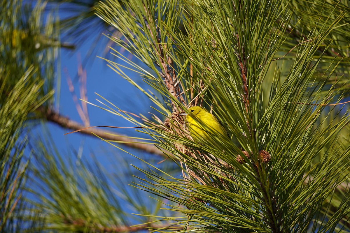 Pine Warbler - ML647875794