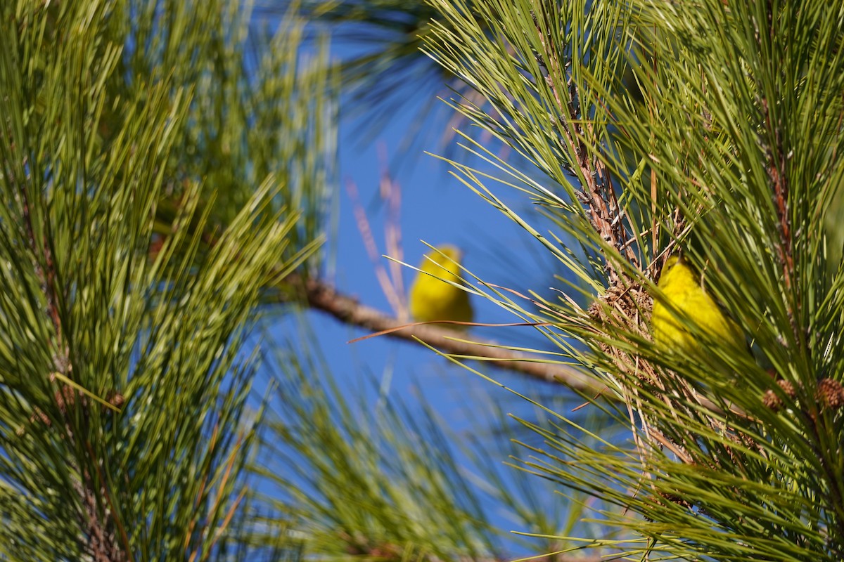 Pine Warbler - ML647875795