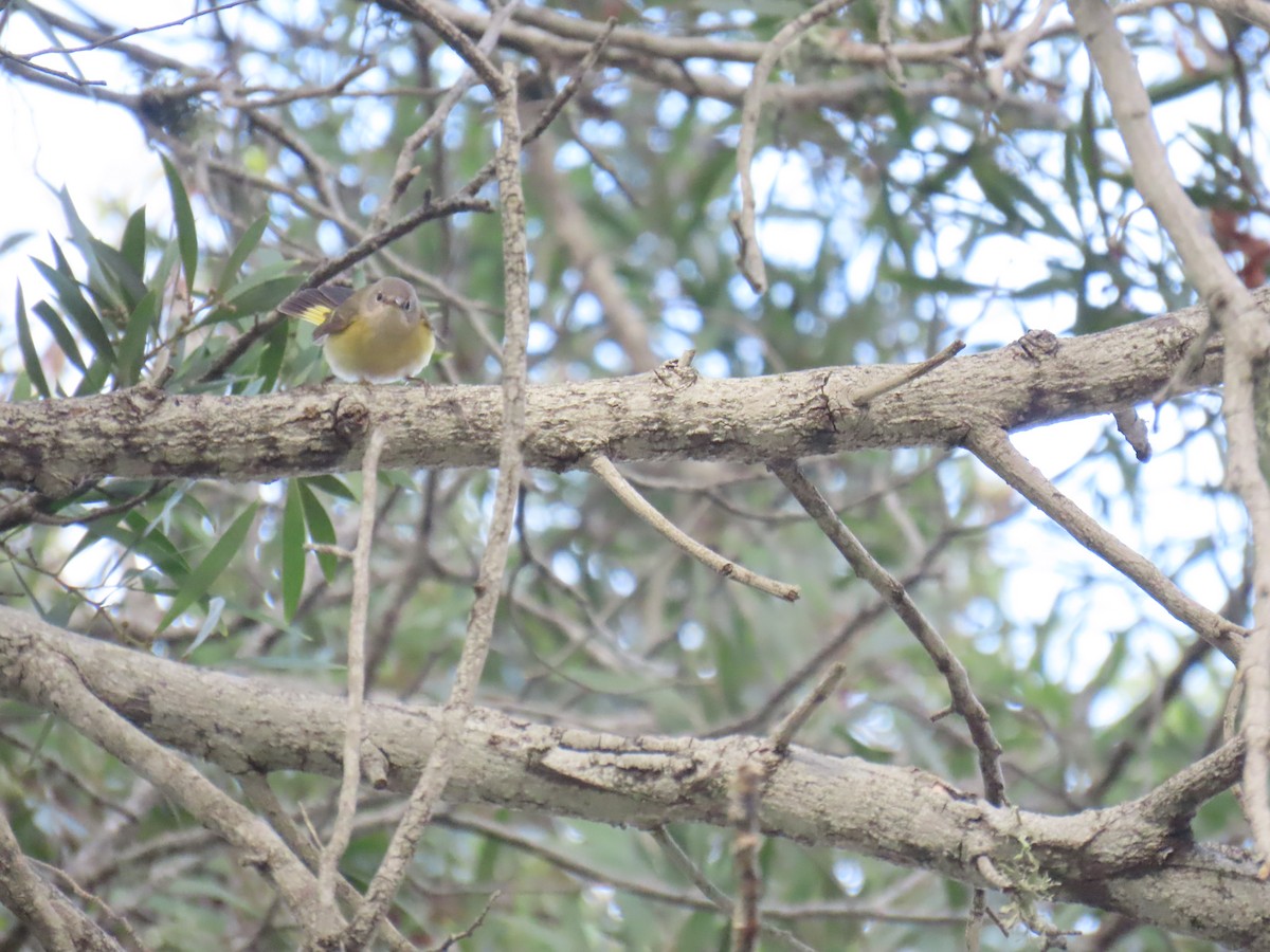 סבכון חכלילי - ML647875801