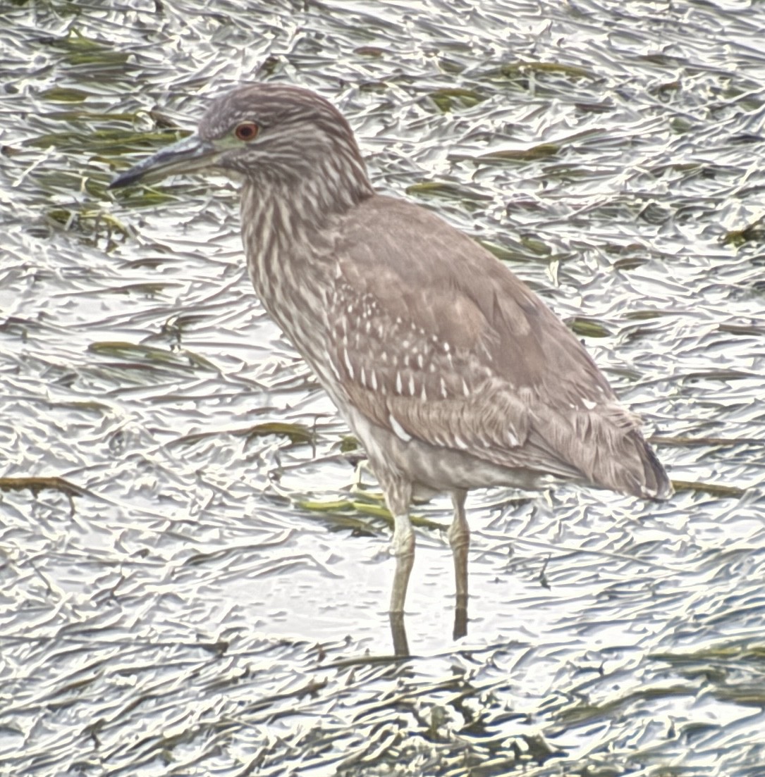 Martinete Común - ML647875818