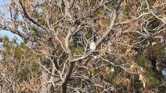 White-winged Dove - ML647875829
