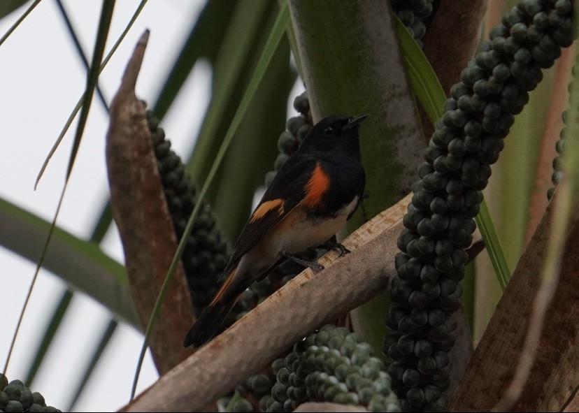 Candelita Norteña - ML647875844