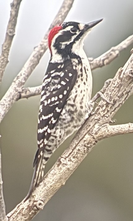 Pico de Nuttall - ML647875849