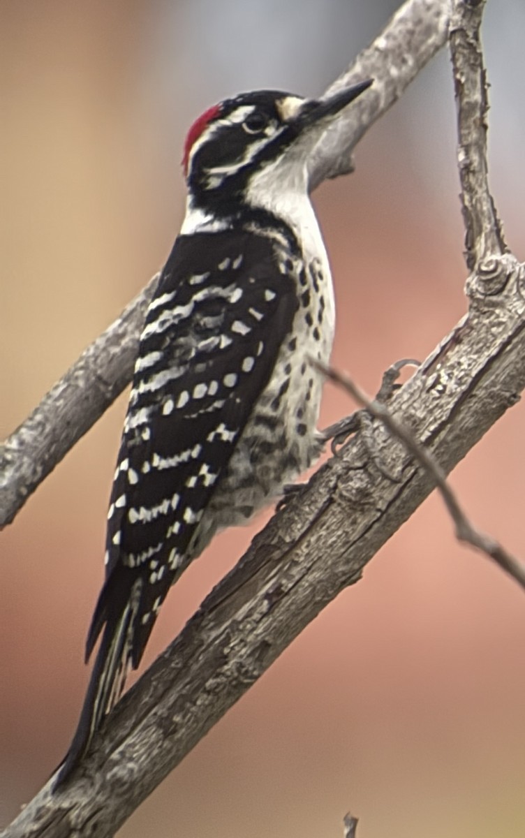 Pico de Nuttall - ML647875850