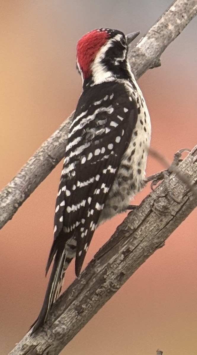 Pico de Nuttall - ML647875851