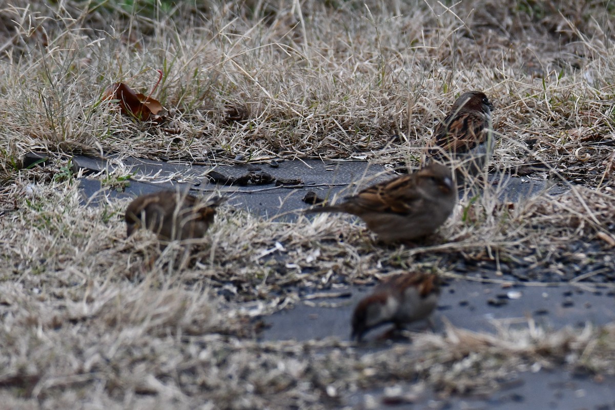 דרור הבית - ML647875855