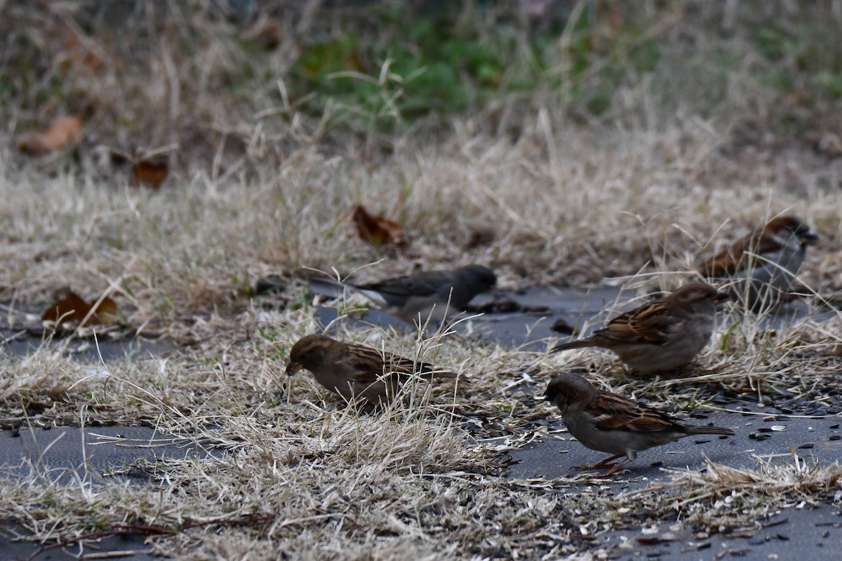 דרור הבית - ML647875856