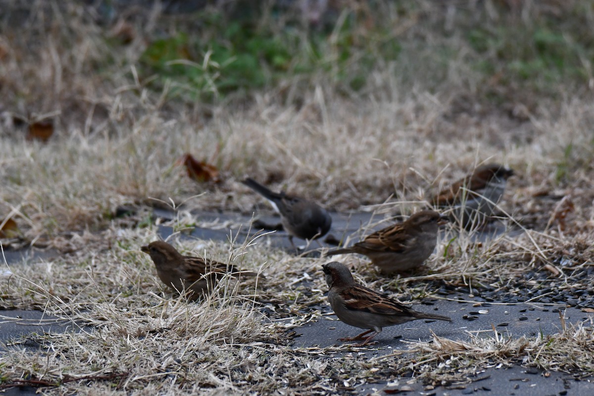 דרור הבית - ML647875857