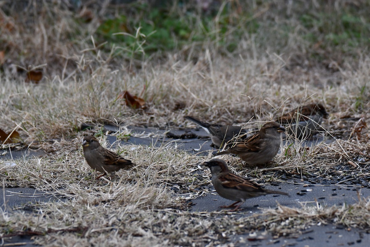 דרור הבית - ML647875858