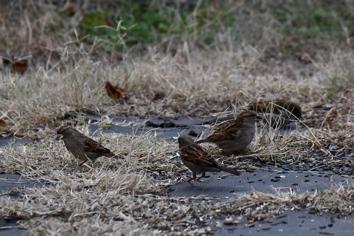 דרור הבית - ML647875860