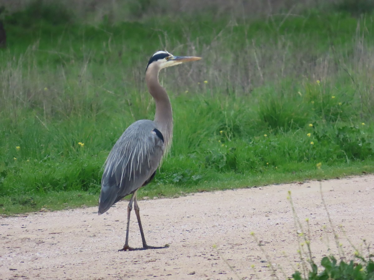 Kanadareiher - ML647875862