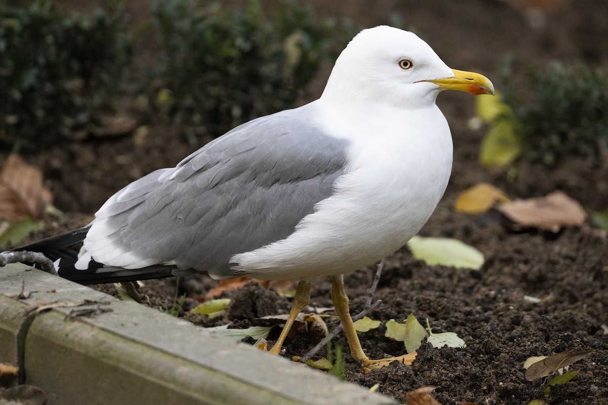 Mittelmeermöwe - ML647875863