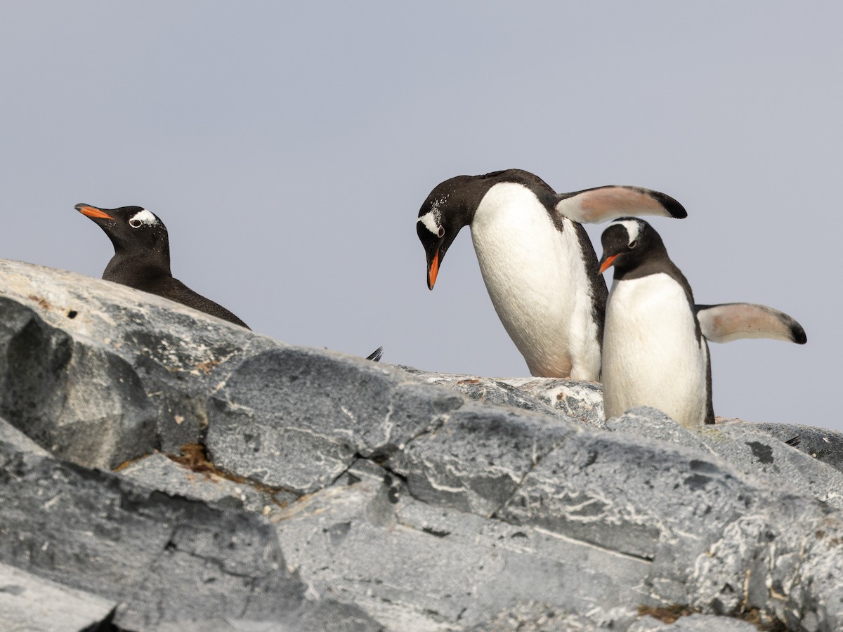 Eselspinguin - ML647875869