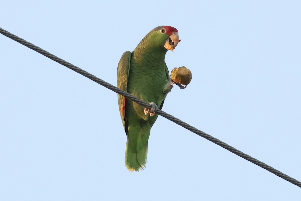 Grünwangenamazone - ML647875871