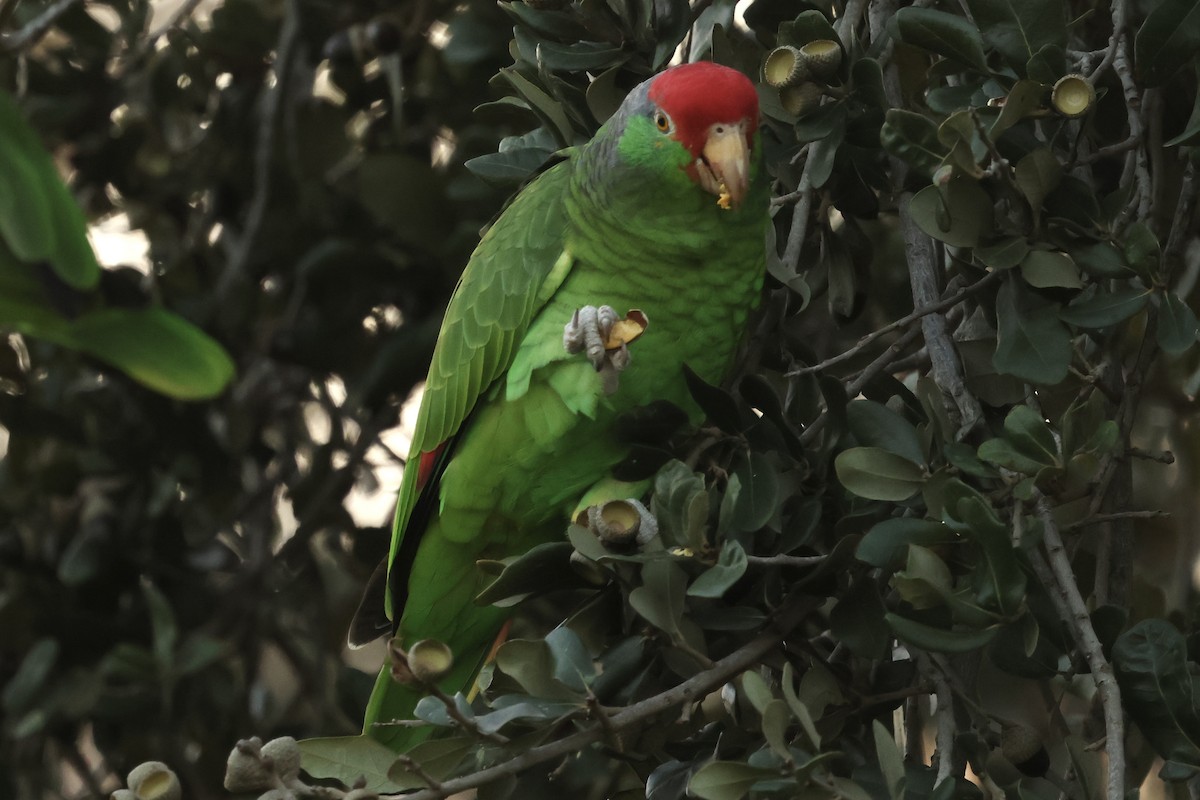 Grünwangenamazone - ML647875872