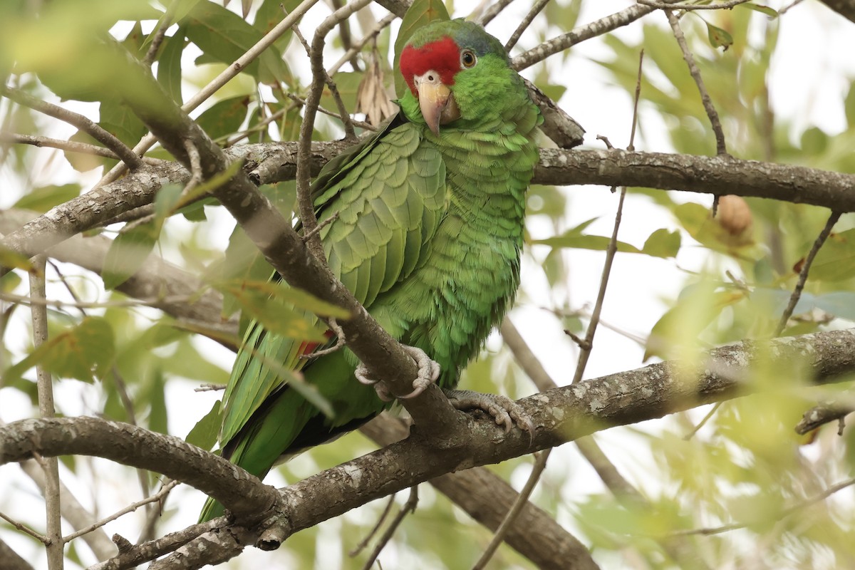 Grünwangenamazone - ML647875873