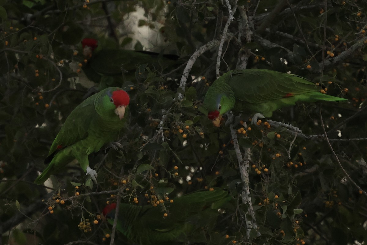 Grünwangenamazone - ML647875874