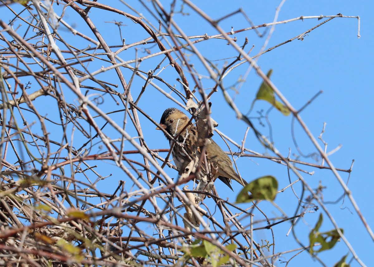 Harrisammer - ML647875875