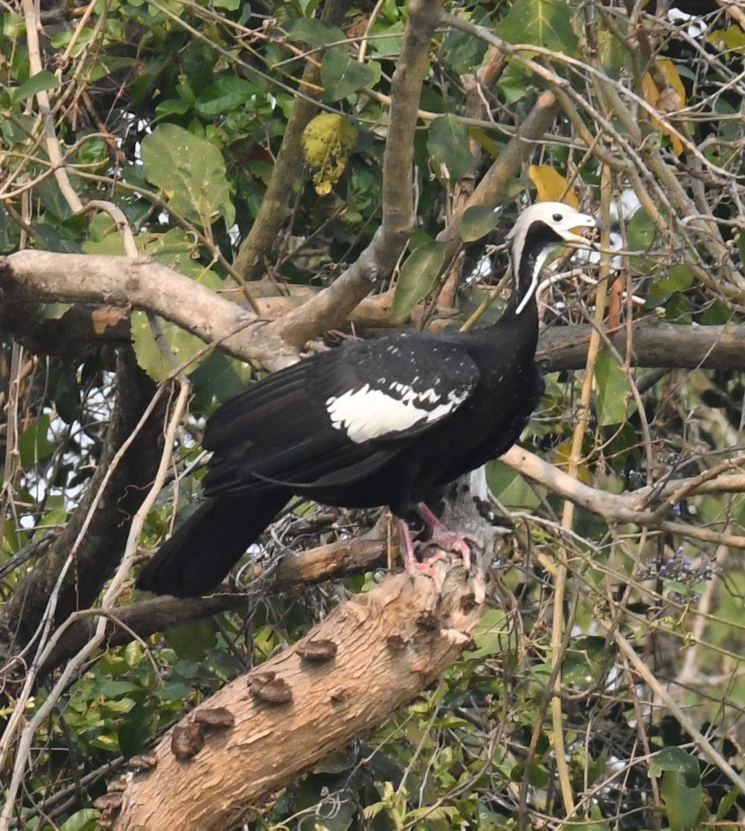 White-throated Piping-Guan - ML647875877