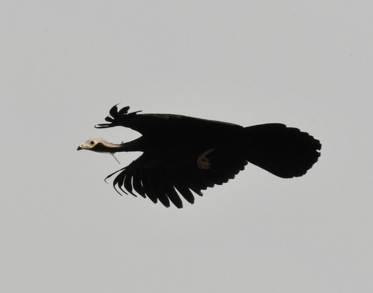 White-throated Piping-Guan - ML647875878