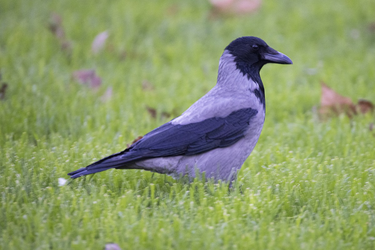 Nebelkrähe - ML647875881