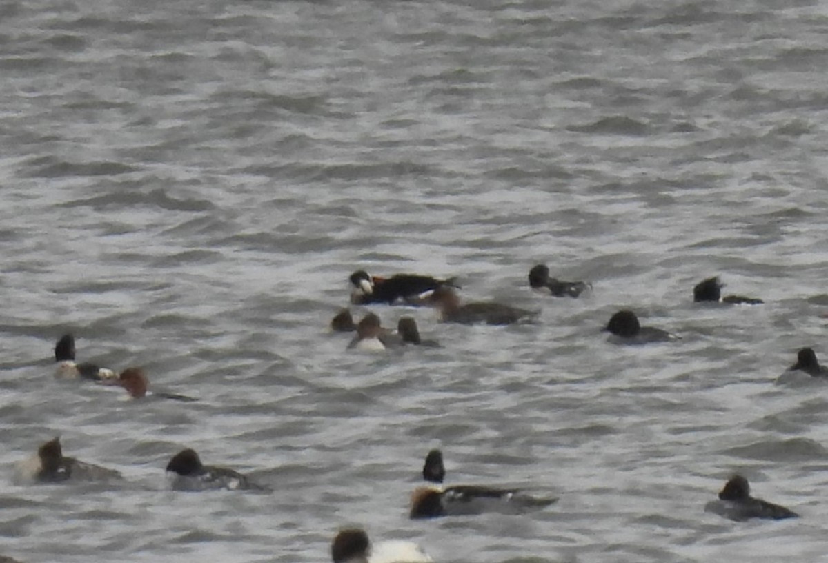 Mittelsäger - ML647875882