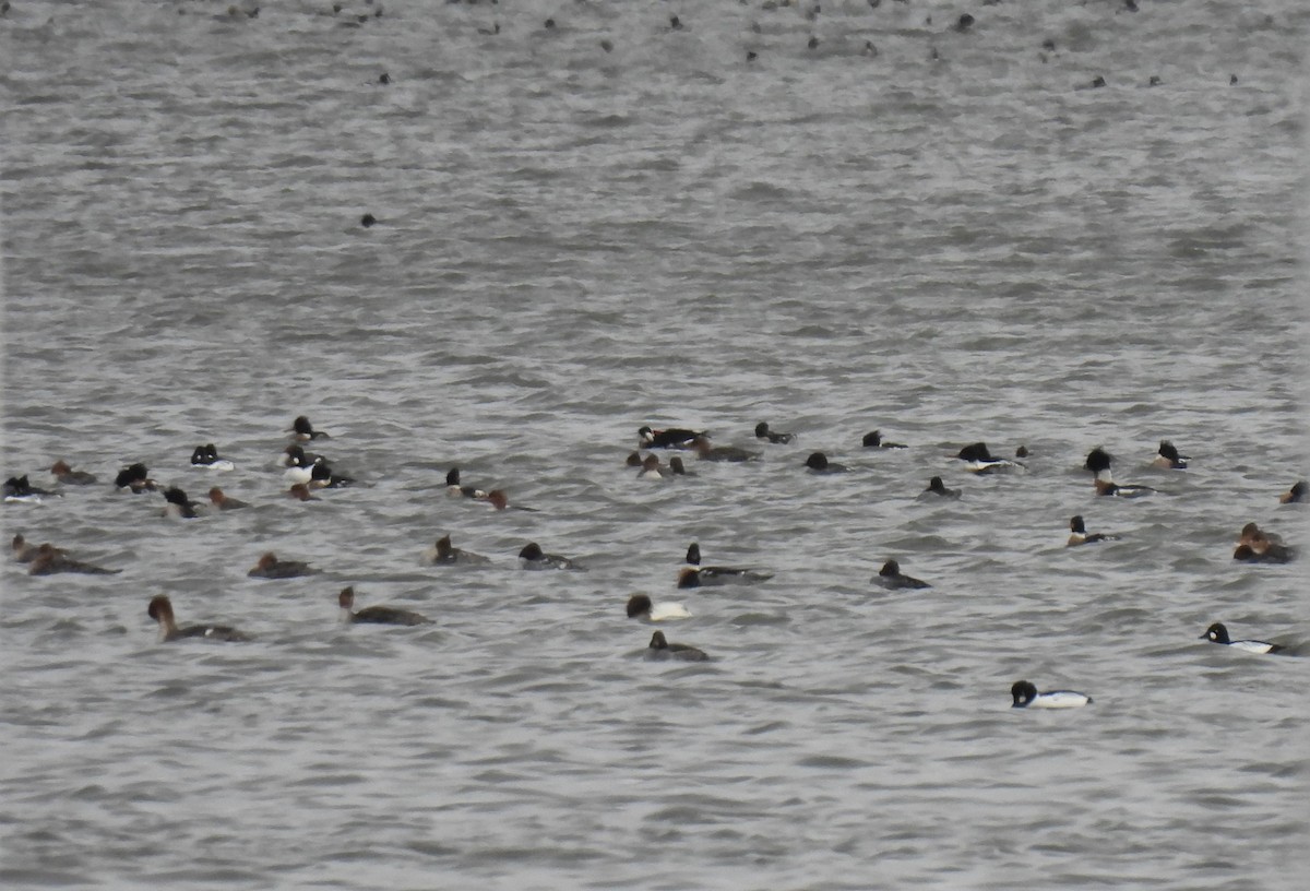 Mittelsäger - ML647875883