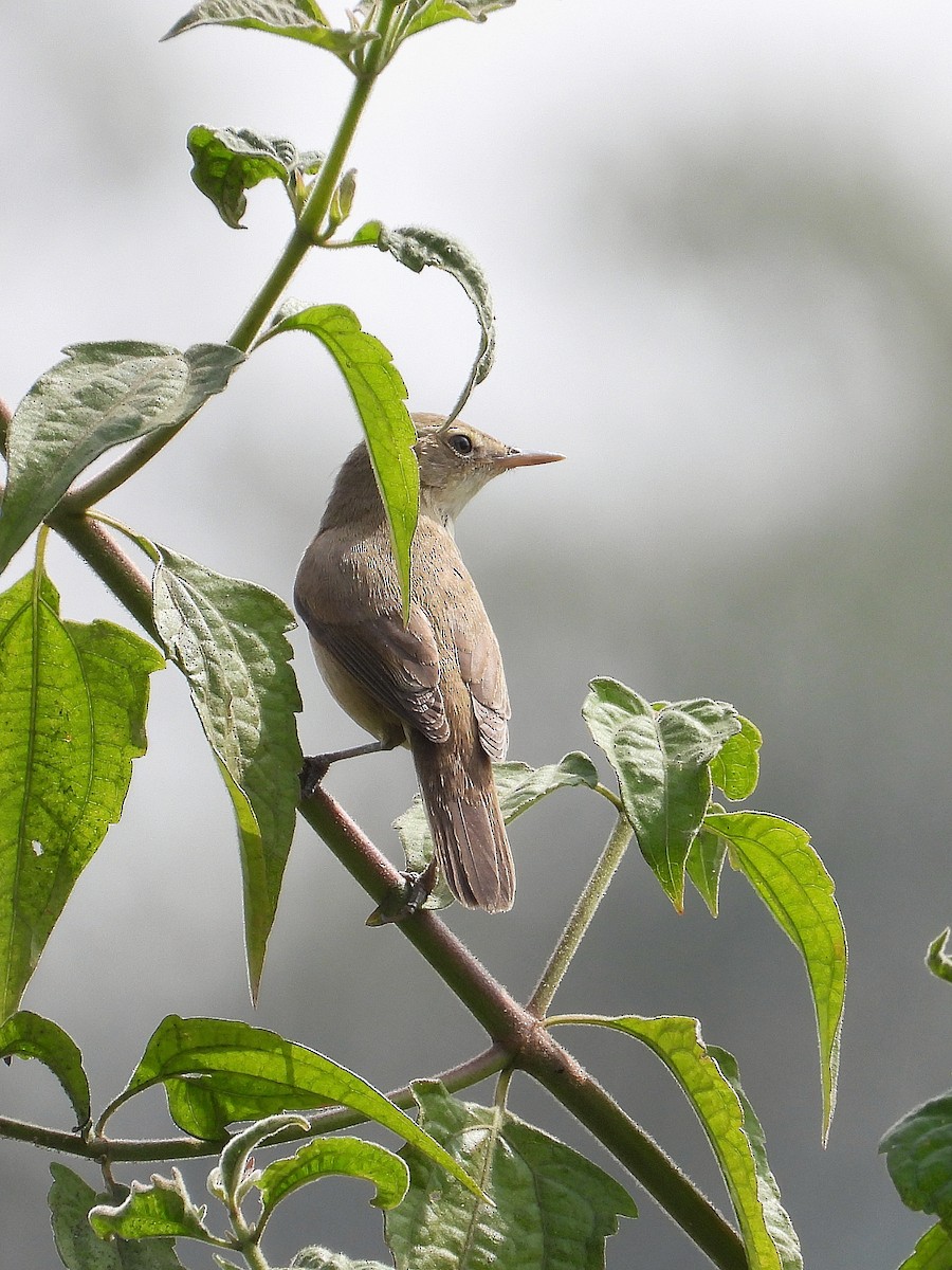 Buschrohrsänger - ML647875884