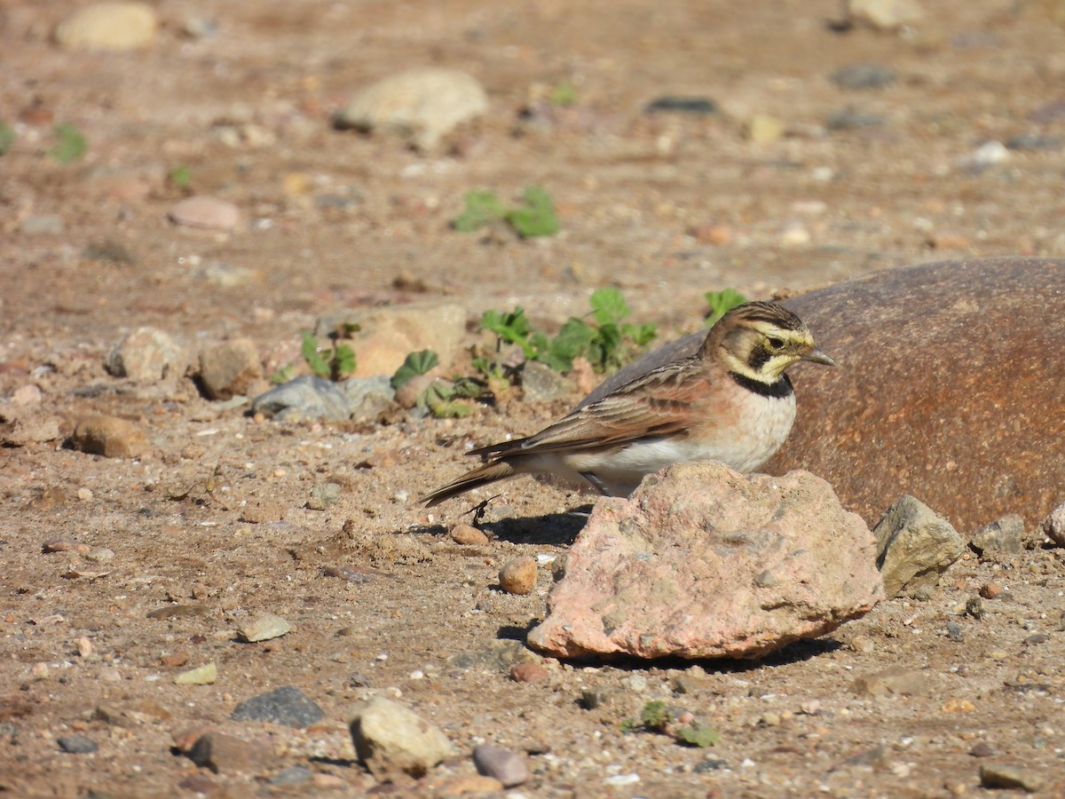 Ohrenlerche - ML647875885