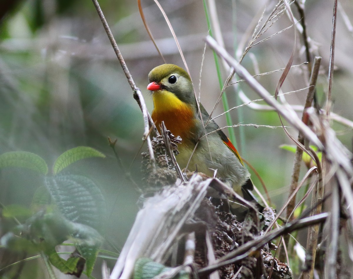 Rotschnabel-Sonnenvogel - ML647875890