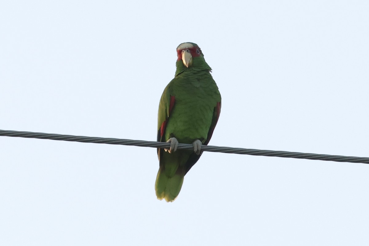 Weißstirnamazone - ML647875891