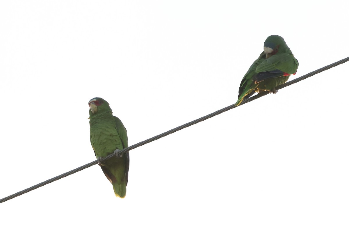 Weißstirnamazone - ML647875892