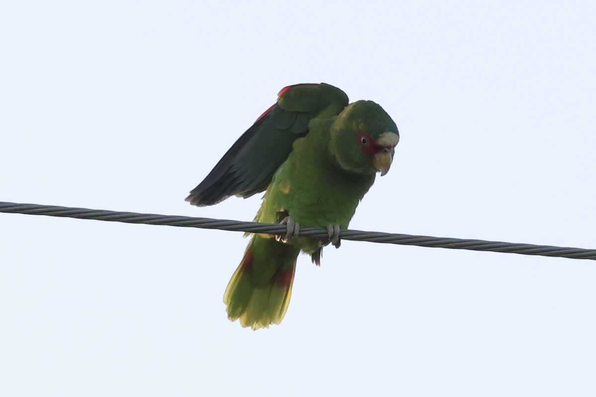 Weißstirnamazone - ML647875893