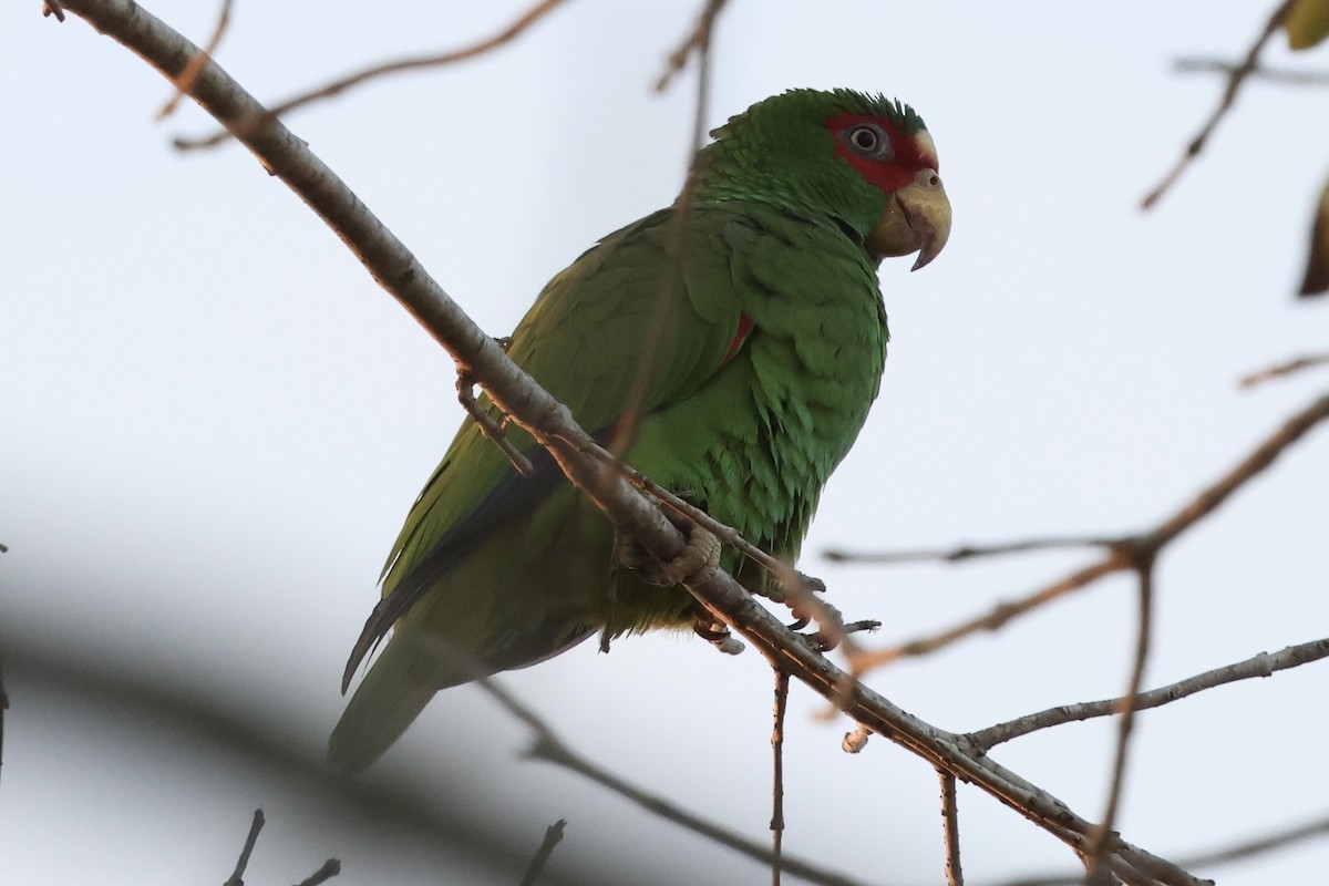 Weißstirnamazone - ML647875894