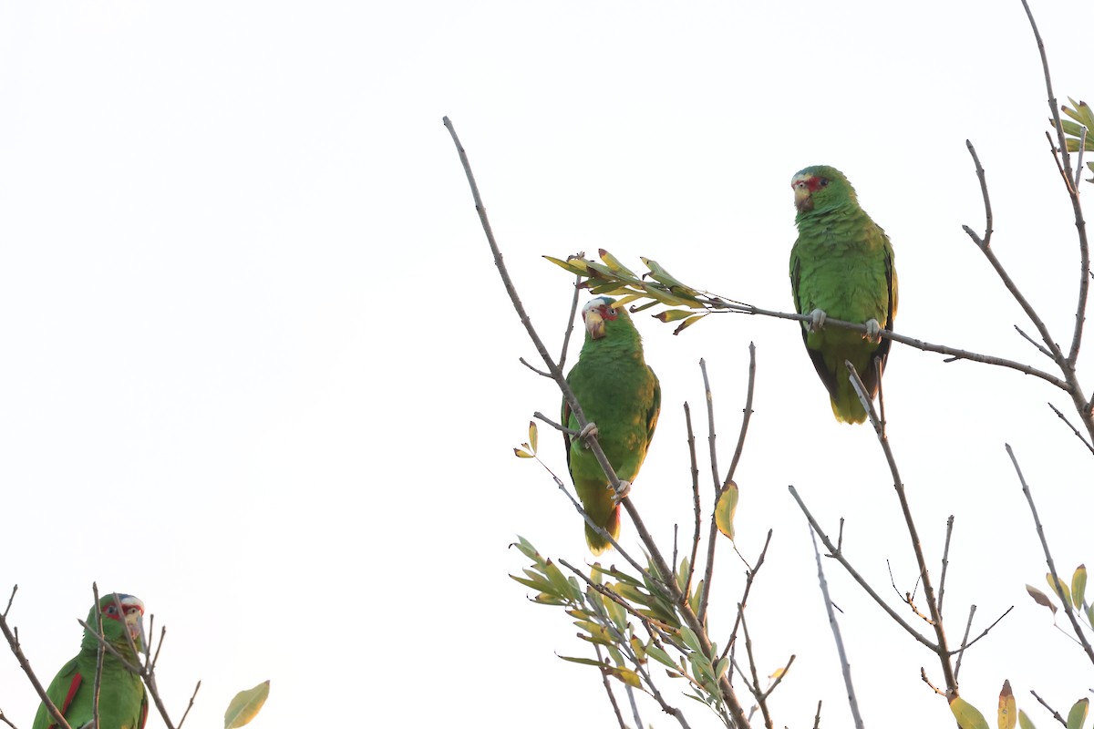 Weißstirnamazone - ML647875895