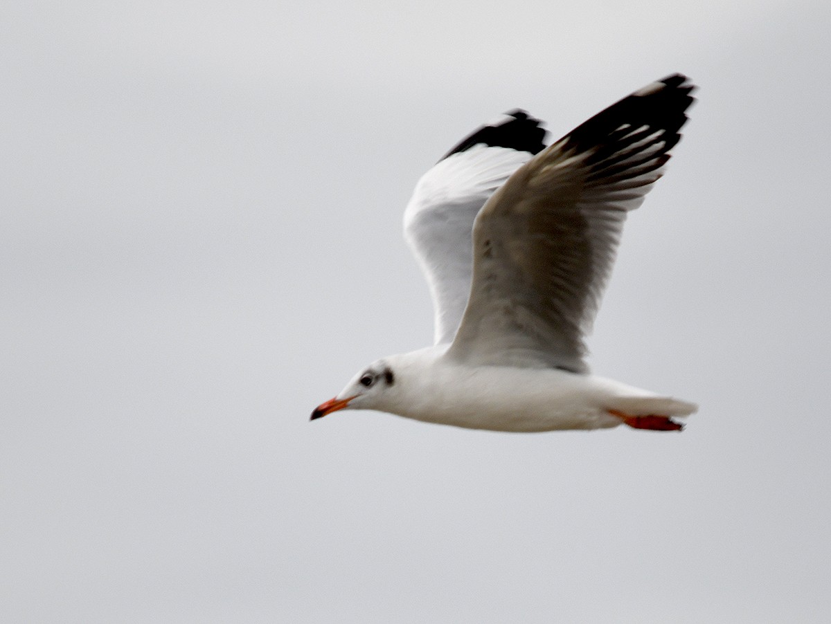 שחף חום-ראש - ML647875915