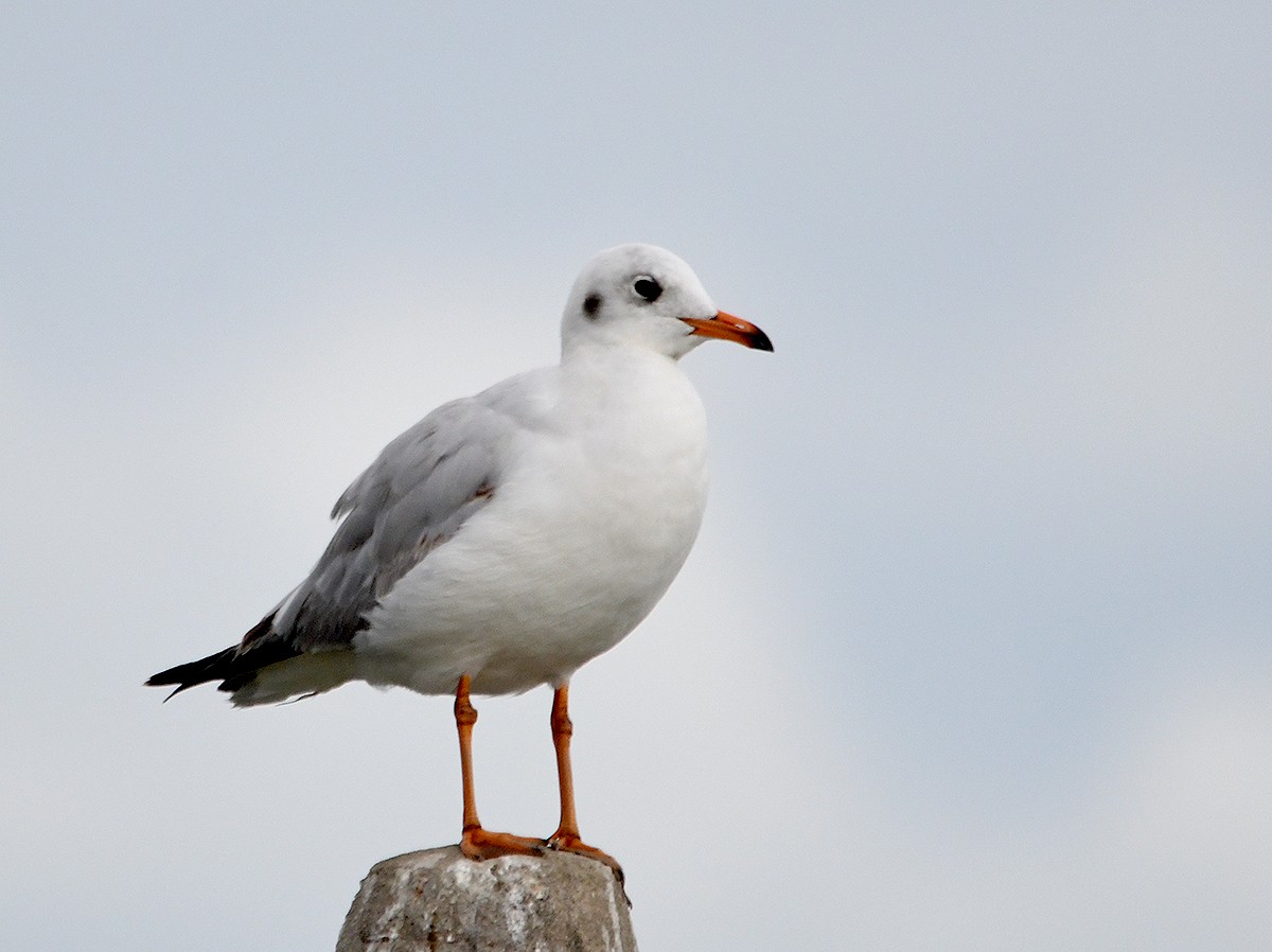 שחף חום-ראש - ML647875935
