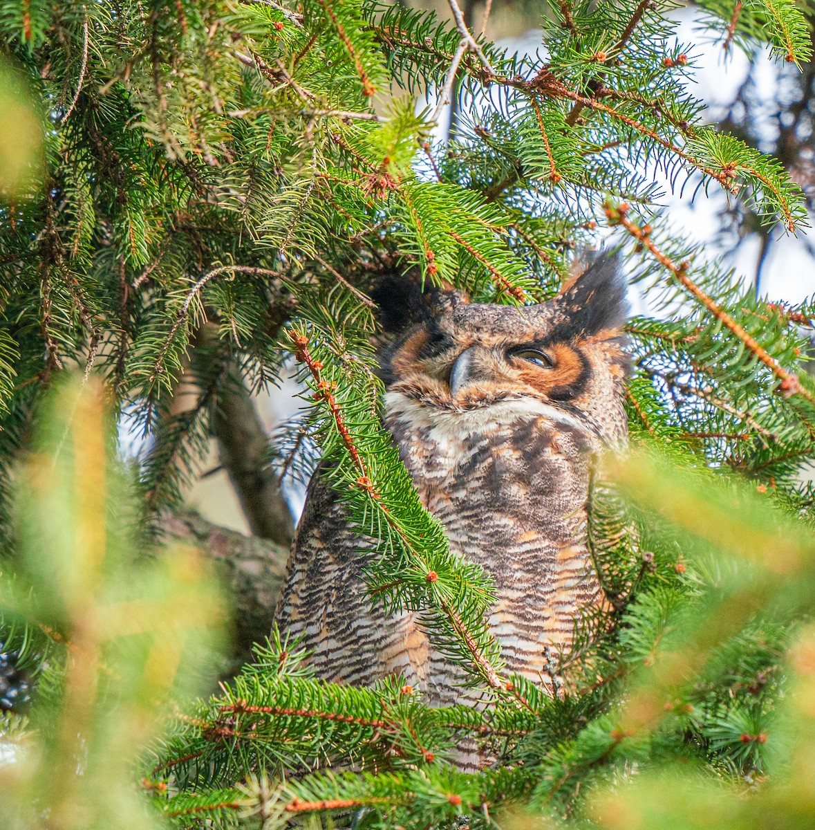 Great Horned Owl - ML647875944