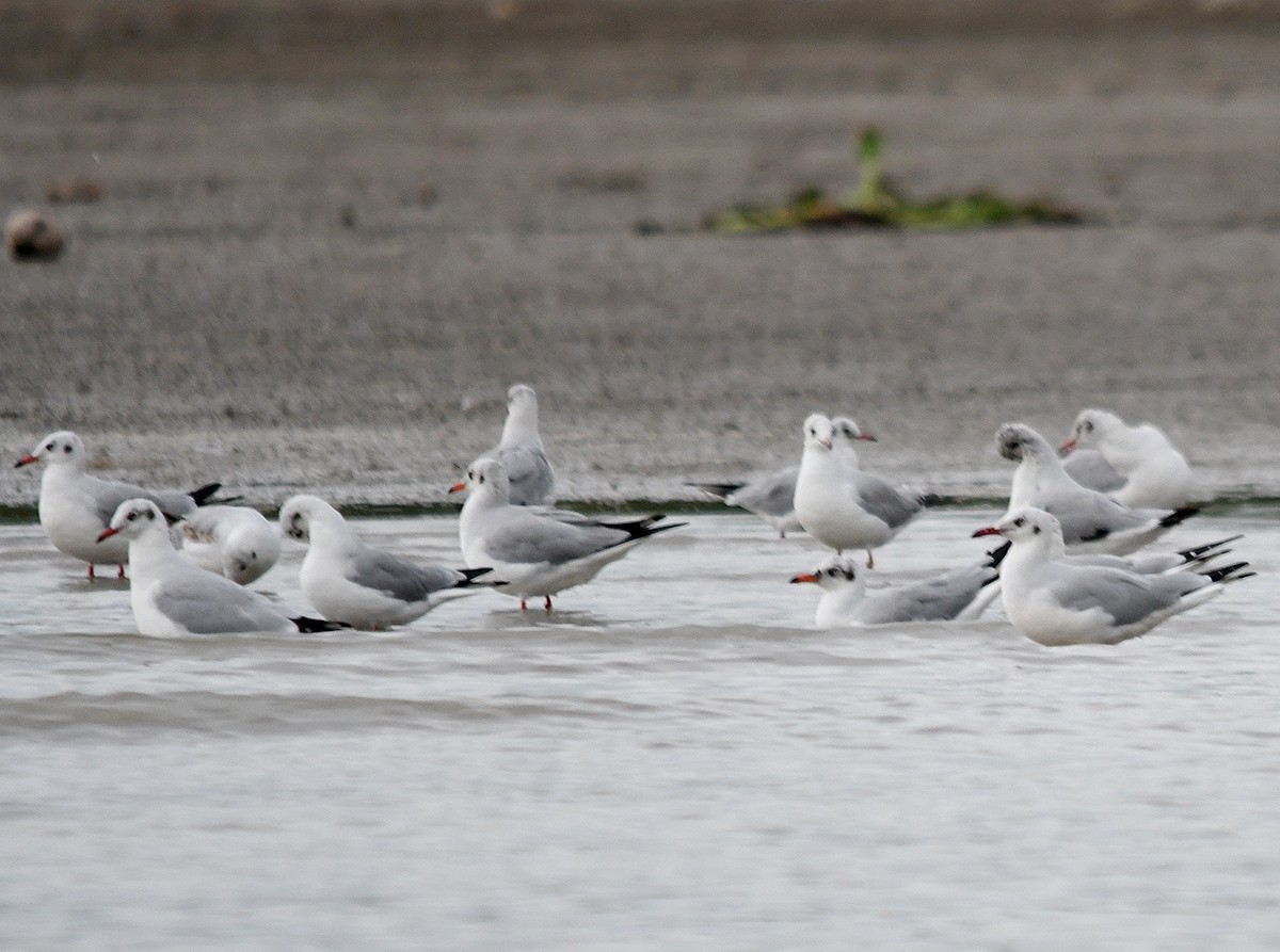 שחף חום-ראש - ML647875959