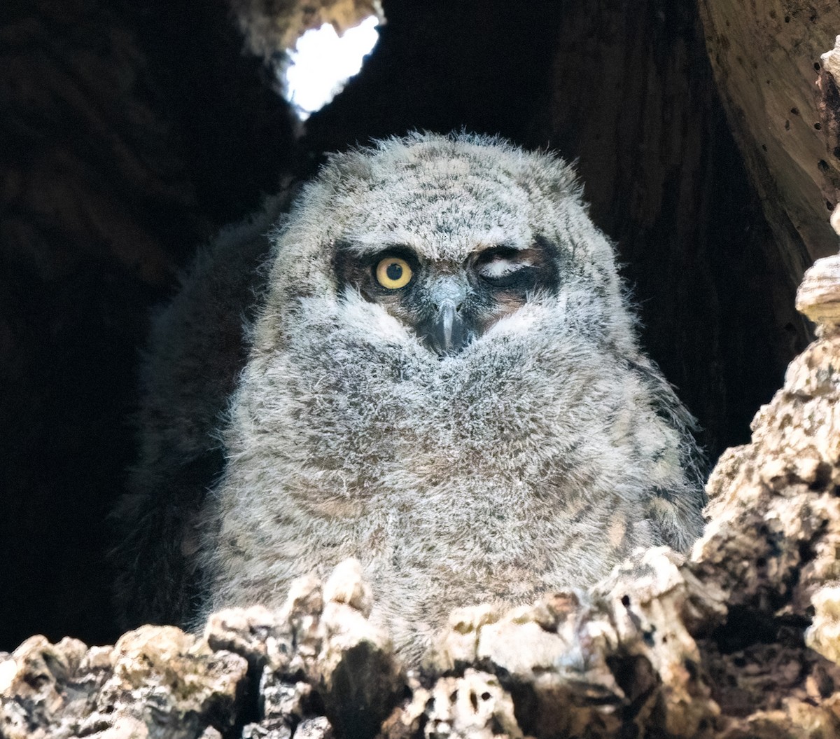 Great Horned Owl - ML647875968