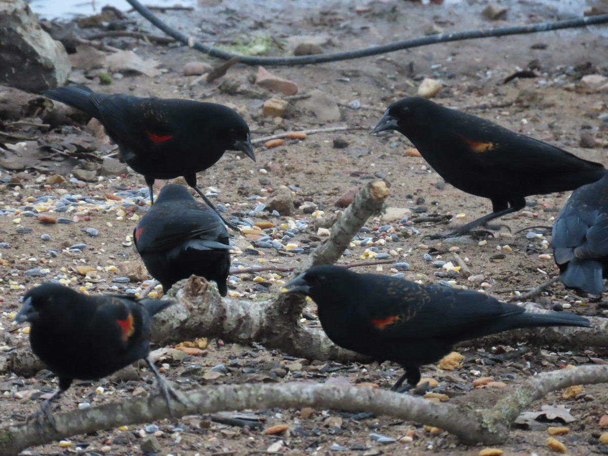 Red-winged Blackbird - ML647875972