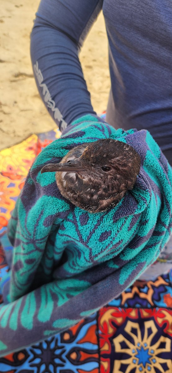 Short-tailed Shearwater - ML647876033