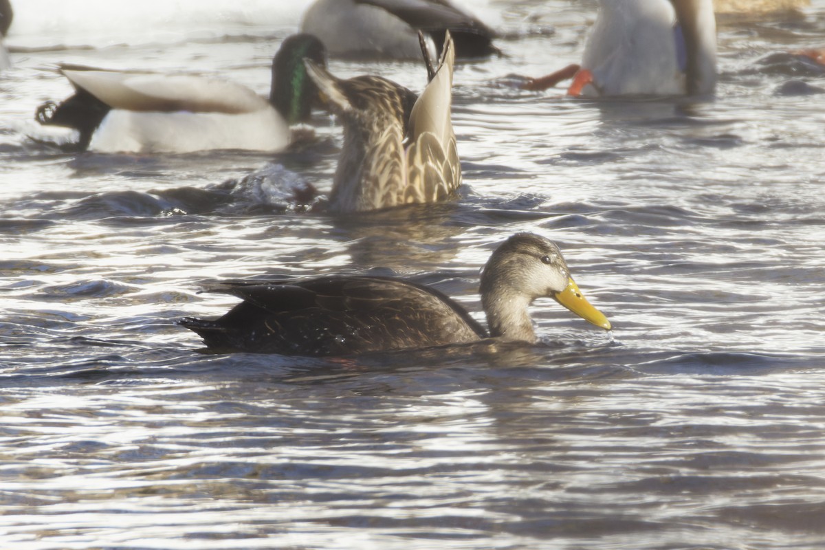 American Black Duck - ML647876040