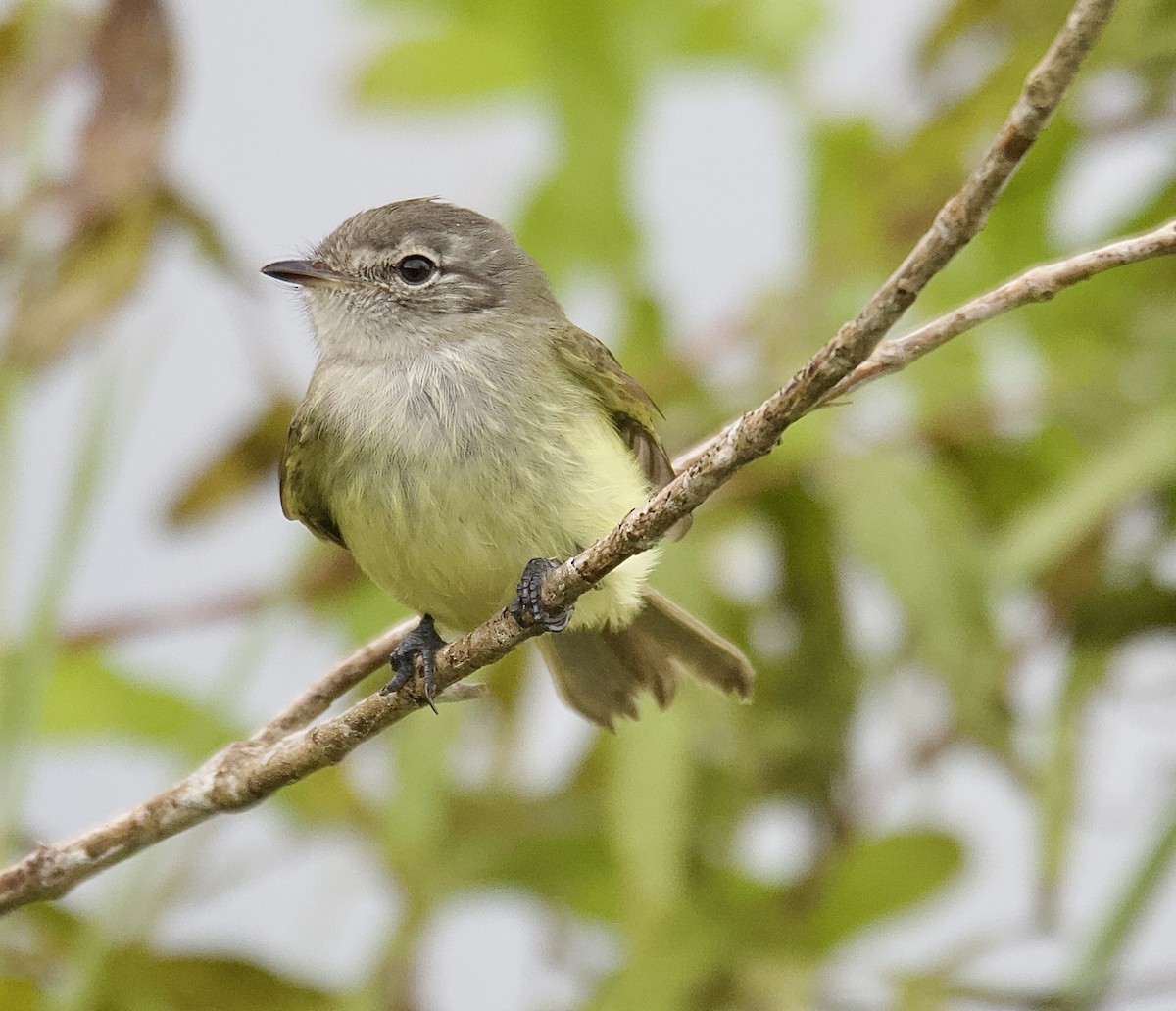 Yellow-olive Flatbill - ML647876042