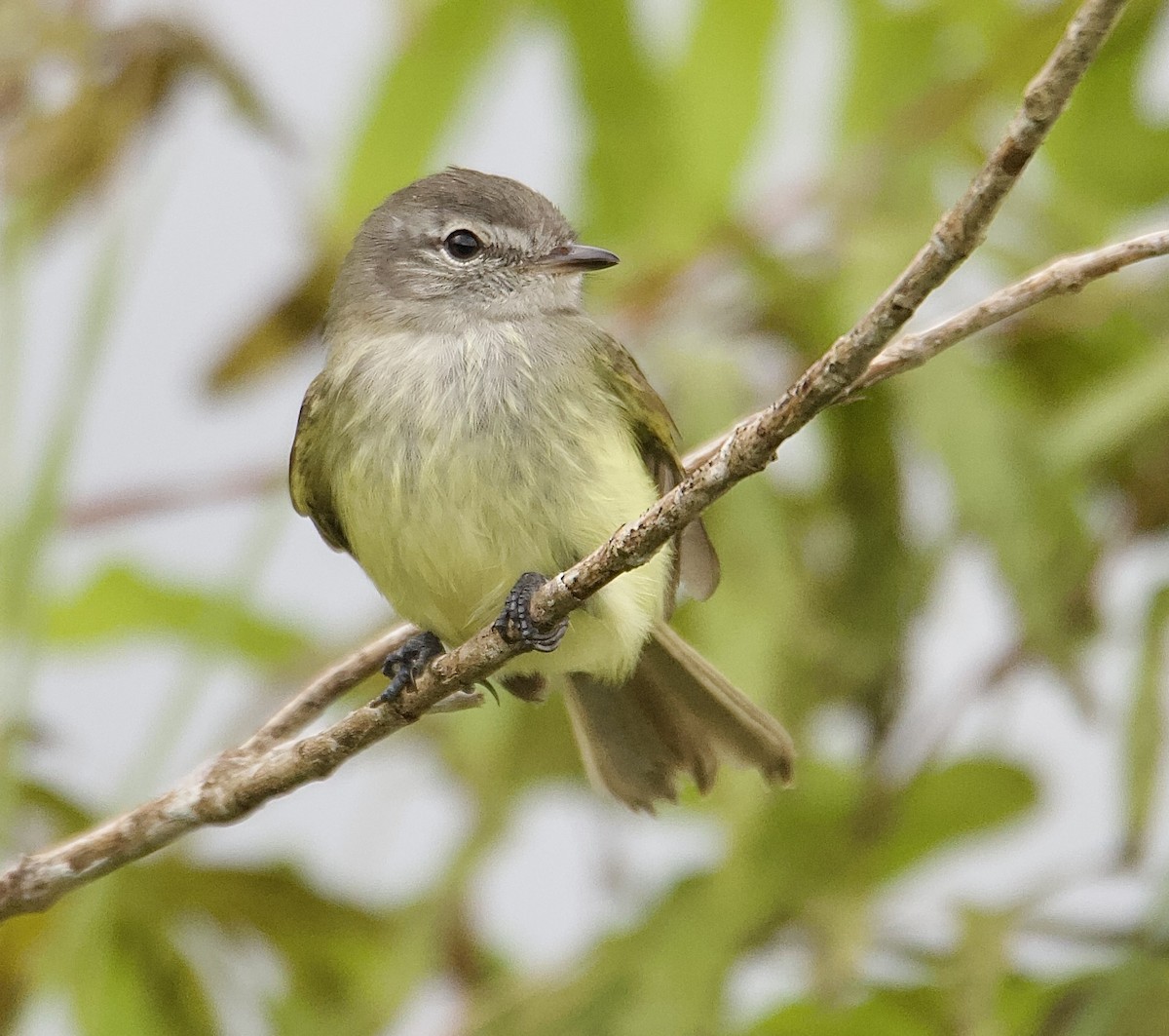 Yellow-olive Flatbill - ML647876043