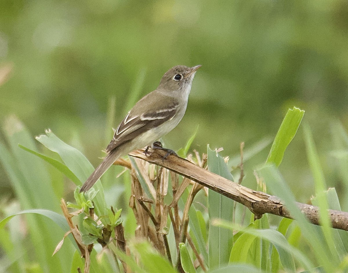 Least Flycatcher - ML647876044