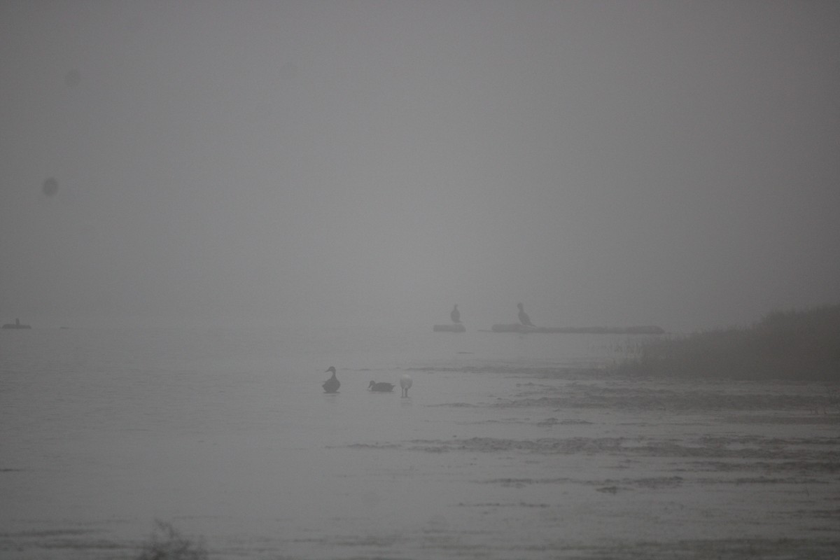 Mottled Duck (Gulf Coast) - ML647876054